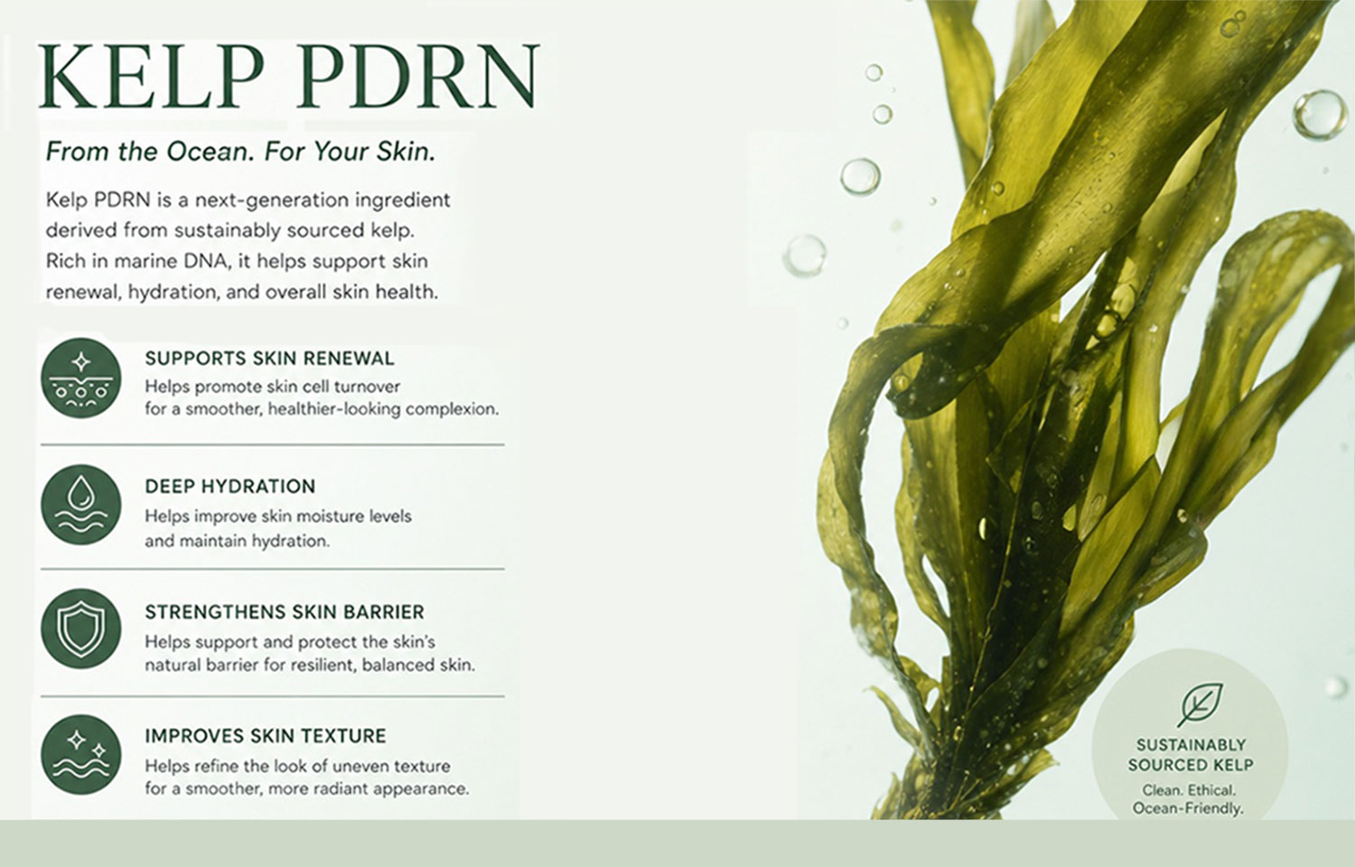 Kelp
